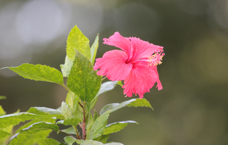 flower india